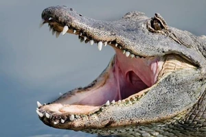 Dắt chó đi dạo, bất ngờ bị cá sấu cắn chết