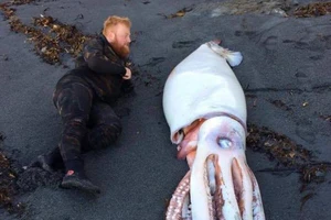 Mực khổng lồ bất ngờ dạt vào bờ biển New Zealand