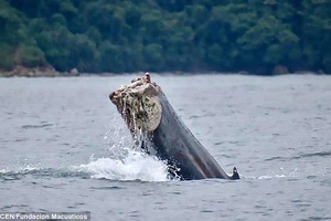 Chú cá voi sống sót kỳ diệu sau khi mất cả chiếc đuôi