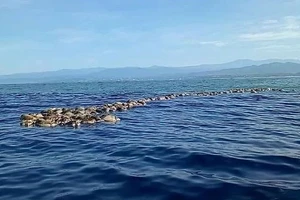 Phát hiện hàng trăm rùa biển quý hiếm chết không rõ nguyên do
