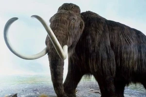 Voi ma mút tuyệt chủng 40.000 năm sắp được tái sinh?