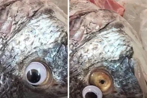 Choáng với chiêu lừa mới biến cá ươn thành cá tươi