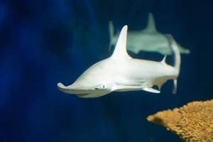 Phát hiện mới: Cá mập cũng ăn chay