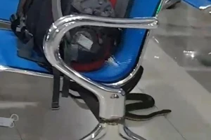 Rắn bỗng nhiên xuất hiện ở sân bay, hành khách tán loạn