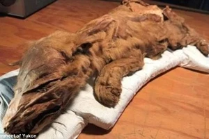 Khai quật xác ướp 2 sinh vật thời tiền sử 50.000 năm tuổi