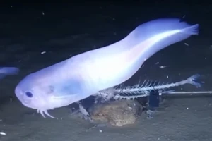 Phát hiện loài cá lạ, tan chảy khi lên khỏi mặt nước