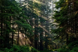 Cha mẹ bỏ con 5 tuổi trong rừng để trừng phạt tội tè bậy