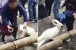 Du khách nói tiếng Trung Quốc bóp cổ thiên nga để chụp ảnh