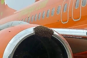 Máy bay hoãn chuyến vì ong tấn công động cơ 