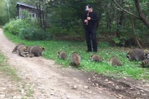 Người đàn ông dùng tiếng sáo dẫn dụ gấu mèo