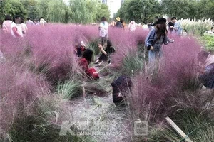 Vườn cỏ hồng tuyệt đẹp bị du khách Trung Quốc dẫm nát 