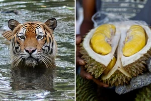 Loài hổ quý hiếm ở Malaysia bị đe dọa bởi... sầu riêng