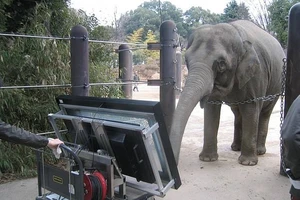 Thích thú với chú voi biết giải toán trên máy tính bảng