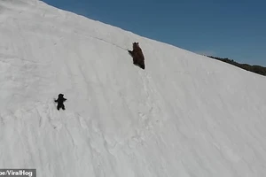 Gấu con không bỏ cuộc trước đỉnh núi tuyết gây bão mạng