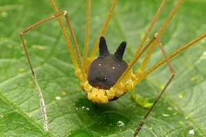 Phát hiện loài nhện đầu chó kỳ dị