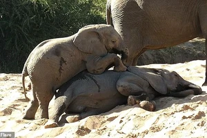 Đáng yêu xem voi con tìm cách đánh thức voi anh đang ngái ngủ