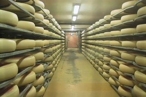 Cho phô mai nghe nhạc để gia tăng hương vị