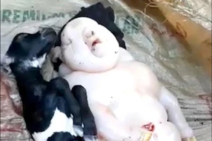 Kinh dị dê đẻ ra quái thú nửa người nửa heo