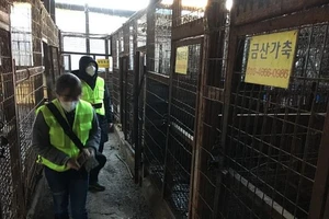 Hàn Quốc đóng cửa khu lò mổ chó lớn nhất nước