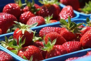 Phát hiện kim khâu trong dâu tây ở New Zealand