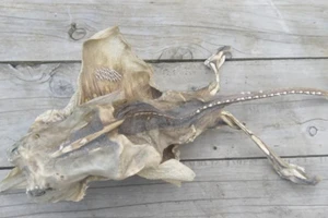 Phát hiện sinh vật kỳ lạ dạt vào bờ biển New Zealand