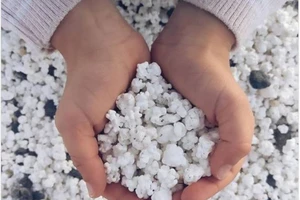 Kỳ lạ bãi biển chứa đầy bỏng ngô