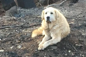 Chú chó đợi chủ 1 tháng trời sau vụ cháy rừng ở California