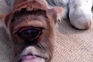 Chú bê một mắt kì lạ được tôn thờ như một vị thần 