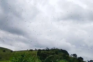 Choáng với cơn mưa nhền nhện ở Brazil