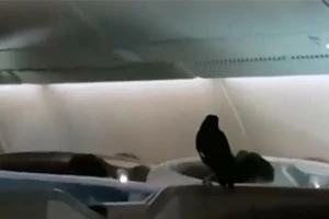 Máy bay náo loạn vì chim sáo 'đi lậu' máy bay