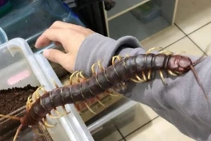 Rùng mình với cảnh cho rết 'khủng' bò khắp người