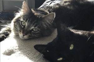 Chi 35 triệu đồng mỗi tháng thuê nhà cho mèo 'ra riêng'