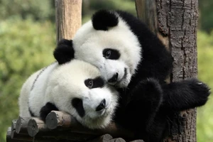 Chùm ảnh chứng tỏ động vật cũng 'valentine' như ai