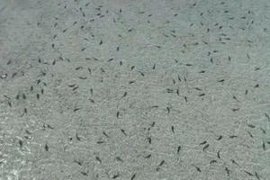 Kì lạ hàng trăm con cá mập 'tụ tập' cạnh bờ biển