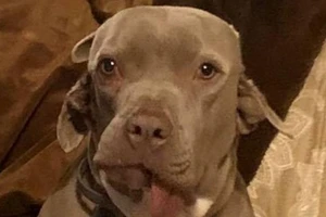 Kỳ lạ cô chó có miệng mọc ra từ tai