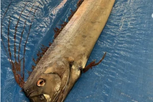 Cá mái chèo dạt vào bờ biển Nhật Bản là điềm báo động đất? ​