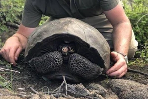 Tìm thấy loài rùa 'ngỡ bị tuyệt chủng’ trong 113 năm