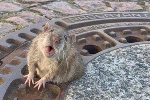 Huy động đội cứu hộ để giải cứu...chuột mắc kẹt nắp cống