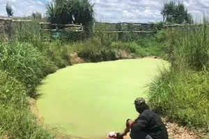 Thót tim xem cá sấu lên bờ, suýt 'sực' mất tay người 