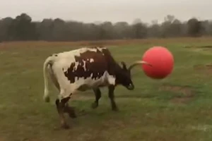 Đáng yêu bò tót lí lắc chơi đùa với quả bóng