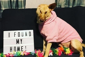 Trúng 17 phát đạn, nàng chó hồi phục kỳ diệu