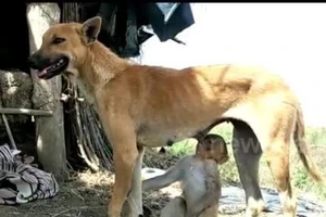 Video: Chó nhận khỉ làm con nuôi, cho bú, dắt đi chơi