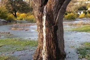 Kỳ lạ vòi nước phun ra từ thân cây