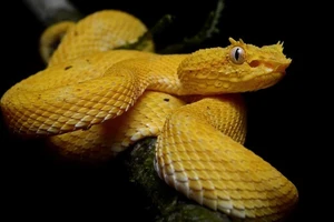 Phát hiện rắn độc quý hiếm có sừng trong hành lý sân bay