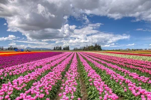 Chiêm ngưỡng cánh đồng hoa tulip đẹp nhất thế giới từ trên cao