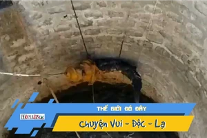 Video: Giải cứu cá sấu mắc kẹt dưới giếng sâu 9m