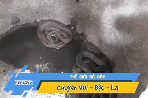 Video: Kinh hoàng phát hiện 11 con rắn hổ trong nhà