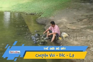 Video: Kỳ lạ rùa ngoi lên mặt nước chờ ăn