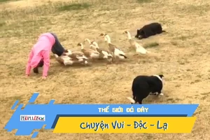 Video: Bầy chó 'lùa' vịt làm trò có một không hai