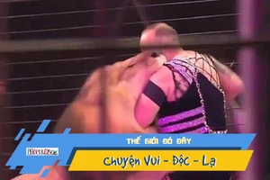 Kinh hoàng khoảnh khắc sư tử tấn công huấn luyện viên xiếc